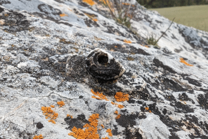 food named dugainidos