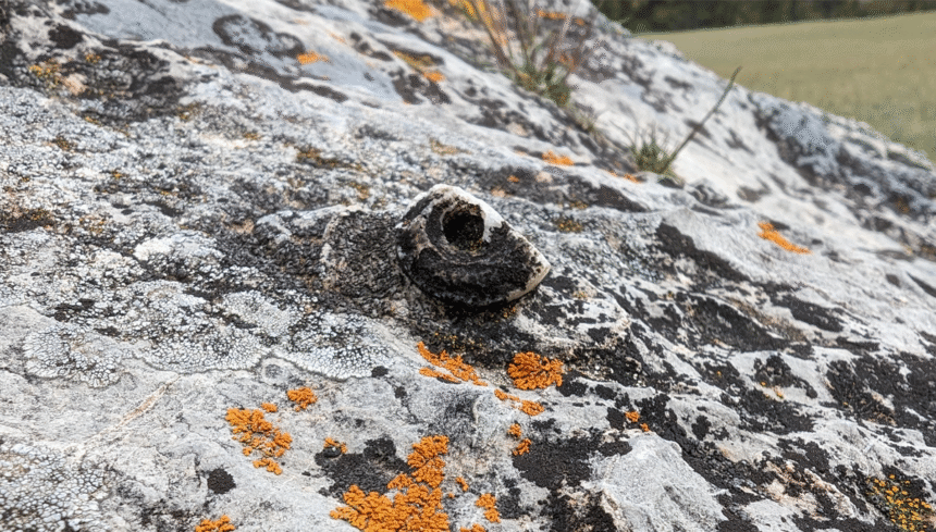 food named dugainidos